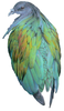 Shiny Bird Clipart Image